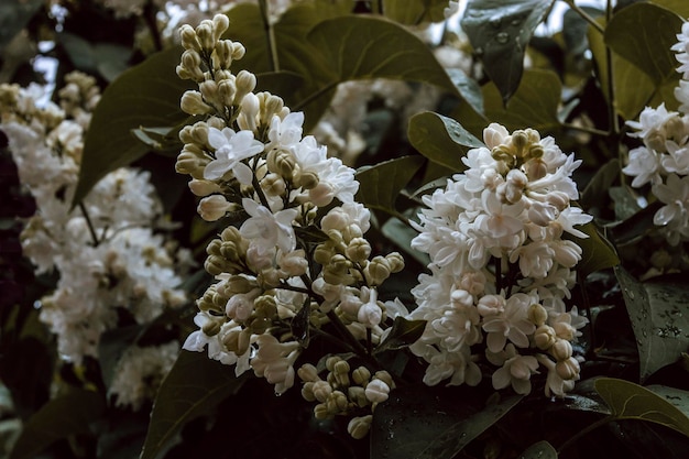 Ramo con fiori lilla bianchi