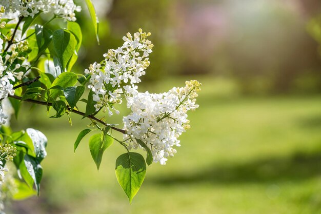 Ramo con fiori primaverili lilla bianchi fioriture luminose di primo piano messa a fuoco morbida del cespuglio di lillà primaverili