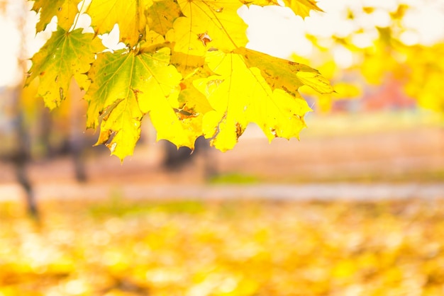 Ramo con foglie d'acero su sfondo parco autunnale