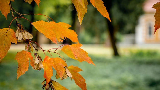 Ramo con foglie di acero arancione in un parco cittadino