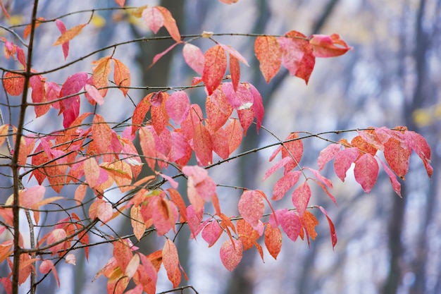 Ramo con foglie rosse e rosa