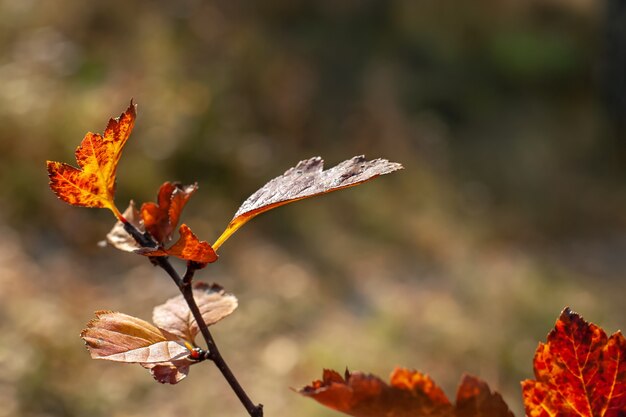 Ramo con foglie sotto il sole autunnale