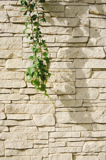 Ramo con foglie sullo sfondo di piastrelle di calcare texture sfondo immagine verticale