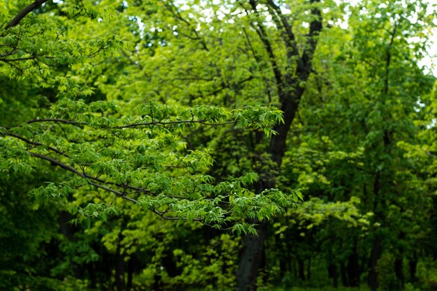 Ramo con foglie verdi nella foresta estiva