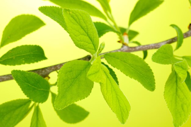 Ramo con foglie verdi su sfondo verde