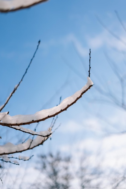 ramo con neve contro il cielo blu