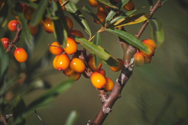 Ramo con olivello spinoso in primo pianoBacca deliziosa con vitamine CE e B