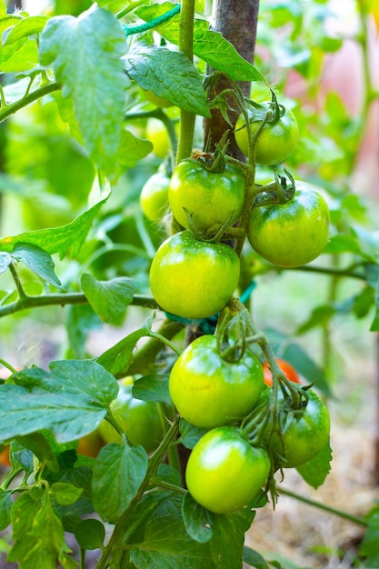 Ramo con pomodori verdi su un cespuglio Crescere e prendersi cura dei pomodori Messa a fuoco selettiva