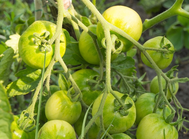 Ramo con pomodori verdi, verdure in crescita nel giardino e nella serra