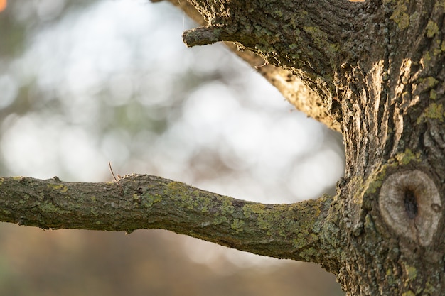 Ramo con sfondo naturale