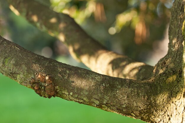 Ramo con sfondo naturale