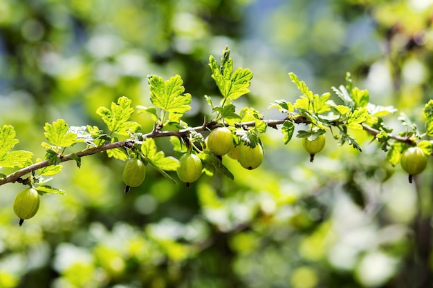 Ramo con uva spina verde matura dolce agrus nel giardino