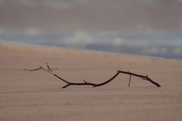 Ramo d'albero asciutto disteso sul lato della spiaggia