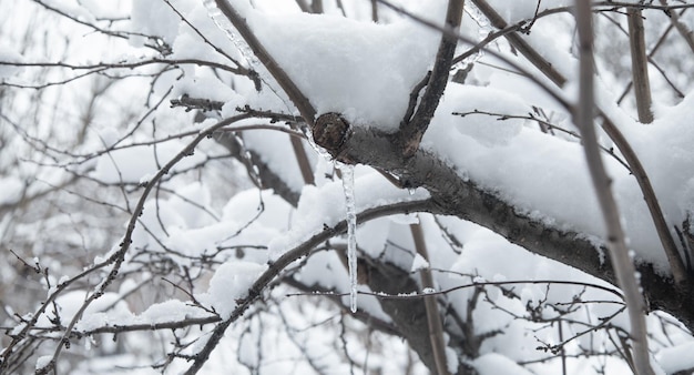 Ramo d'albero coperto di neve Inverno