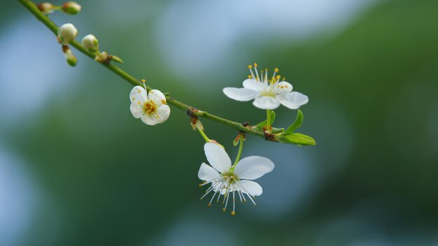 Ramo d'albero in fiore senza foglie piccolo fiore bianco e molto profumato rack focus