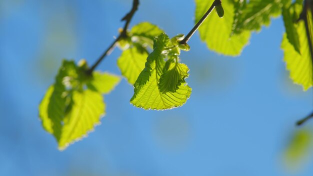 Ramo d'albero naturale con foglie retroilluminate di fronte al cielo blu soleggiato stagione estiva