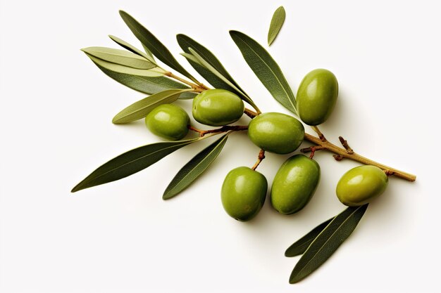 Ramo d'oliva fresco con diverse olive verdi