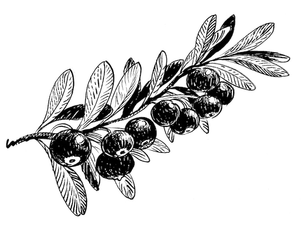 Ramo d'olivo Disegno a mano a inchiostro in bianco e nero