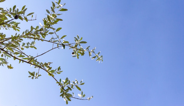 Ramo d'ulivo su sfondo azzurro del cielo. Copia spazio. Messa a fuoco selettiva.