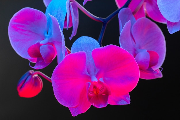 Ramo dei fiori dell'orchidea nella fine della luce al neon su