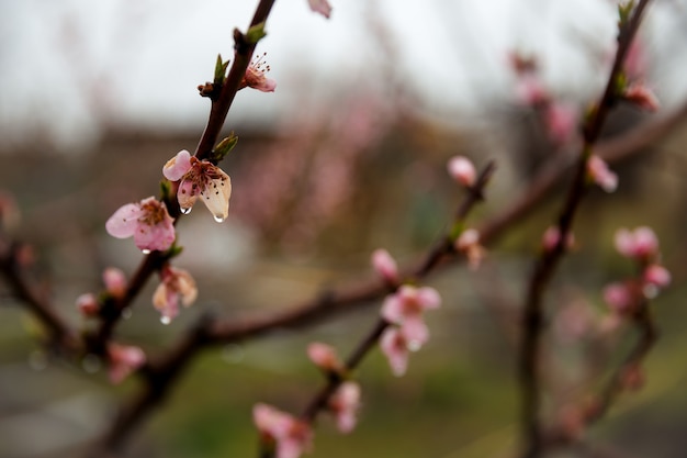 Ramo del fiore dell'albero con le gocce