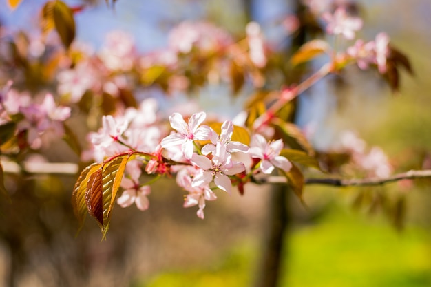 Ramo del fiore di Sakura sotto l'ombra dell'albero di Sakura dietro il raggio e il cielo blu di luce solare in fiore di ciliegia magnifico della parete. Fioritura dei fiori di Sherry. Bellissimo fiore rosa.