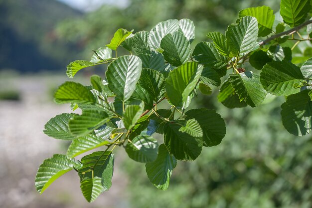 Ramo del primo piano dell'albero di olmo