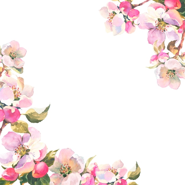 Ramo delicato dell'illustrazione dell'acquerello di un albero di mele con la struttura horisontal dei fiori e delle foglie w