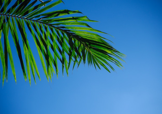 Ramo della palma o foglia della noce di cocco e soleggiato su chiaro cielo blu.