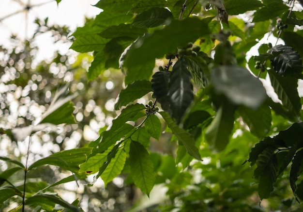 Ramo della pianta del caffè con bacche verdi