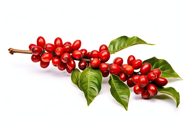 Ramo della pianta del caffè con chicchi di caffè rossi e bacche mature isolate su sfondo bianco