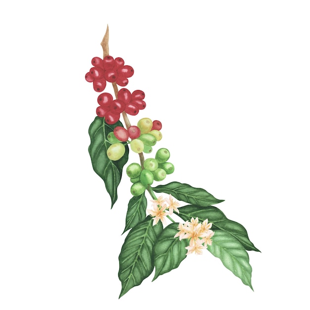 Ramo della pianta del caffè con fagioli arabica rossi e verdi isolati su bianco Illustrazione disegnata a mano acquerello per il design