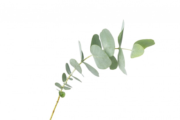 Ramo della pianta dell'eucalyptus isolato su bianco