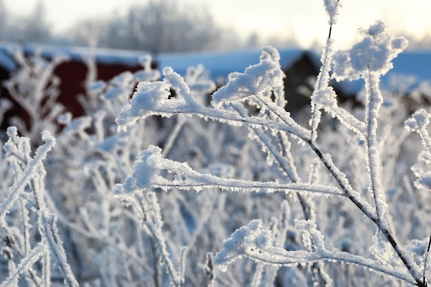 Ramo della pianta ricoperto di neve invernale macro