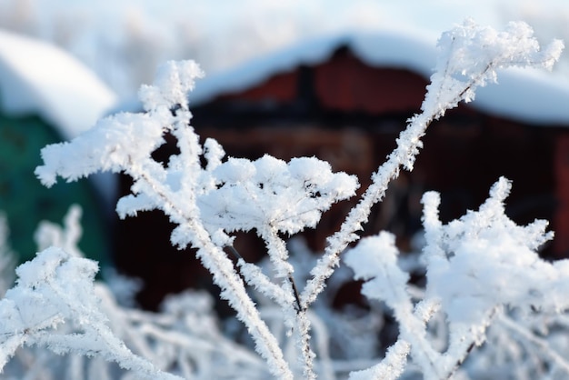 Ramo della pianta ricoperto di neve invernale macro