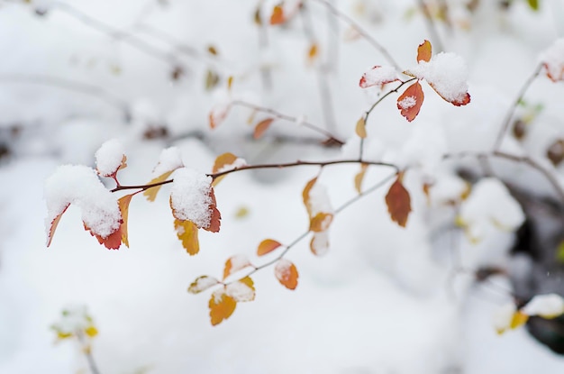 Ramo della pianta sotto l'immagine macro del fondo naturale di inverno della neve