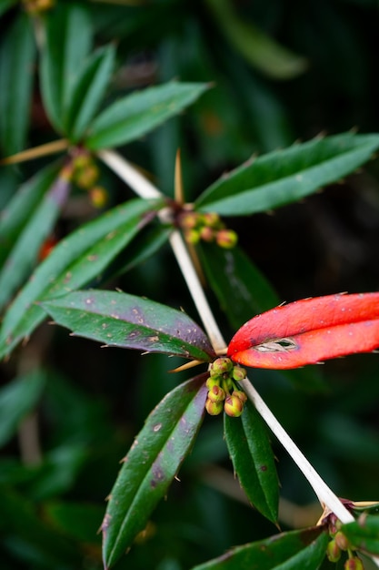 Ramo delle foglie verdi e rosse dell'albero