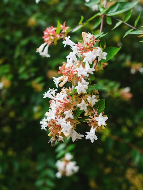 Ramo di abelia grandiflora in fiore e primo piano dell'ape impollinatrice