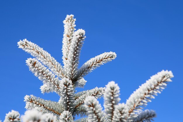 Ramo di abete con gelo su sfondo blu cielo Albero di Natale con brina