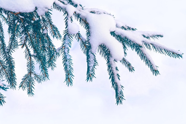 Ramo di abete di conifere Foresta invernale congelata con alberi innevati