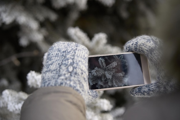 Ramo di abete Foto sul telefono Gelo bianco Inverno