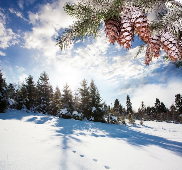 Ramo di abete innevato e paesaggio invernale, cartolina di Natale