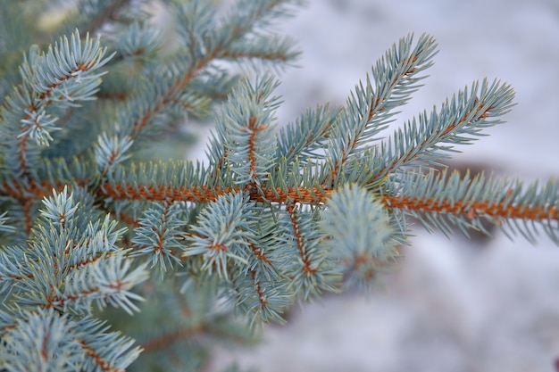 Ramo di abete. Natura invernale. Aghi di abete rosso. Albero di Natale soffice. Abete blu.