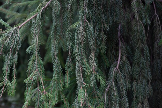 Ramo di abete rosso europeo o Picea abies Cultivar Virgata o abete rosso ramo del serpente Sfondo naturale dei rami di conifere