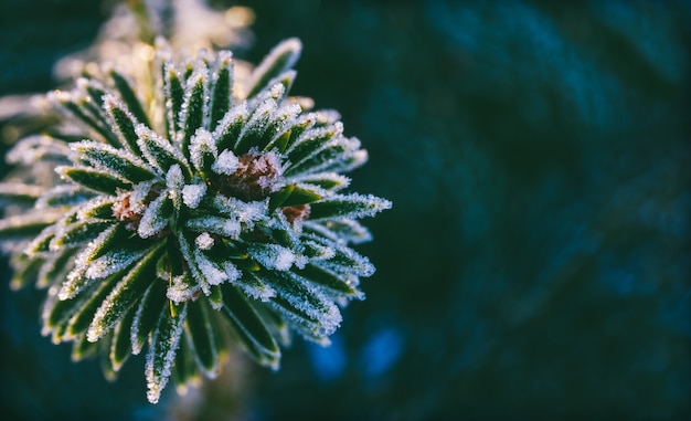 Ramo di abete rosso macro inverno in cristalli di ghiaccio, con spazio di copia