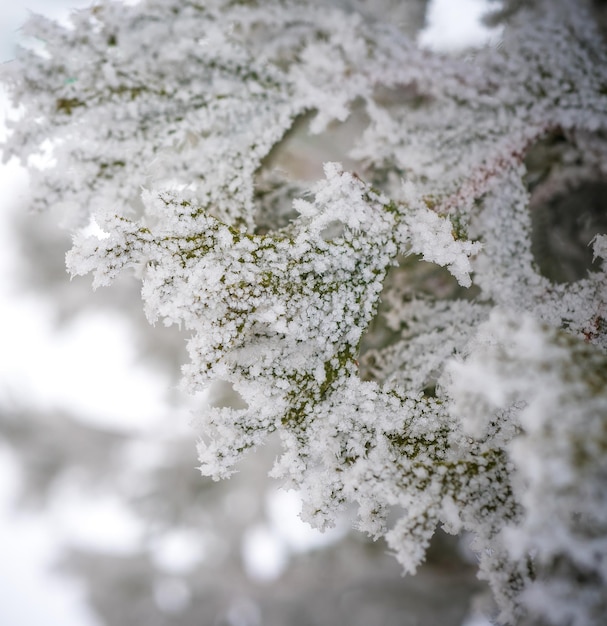 Ramo di abete rosso Ramo di abete nella neve primo piano nella natura nella neve