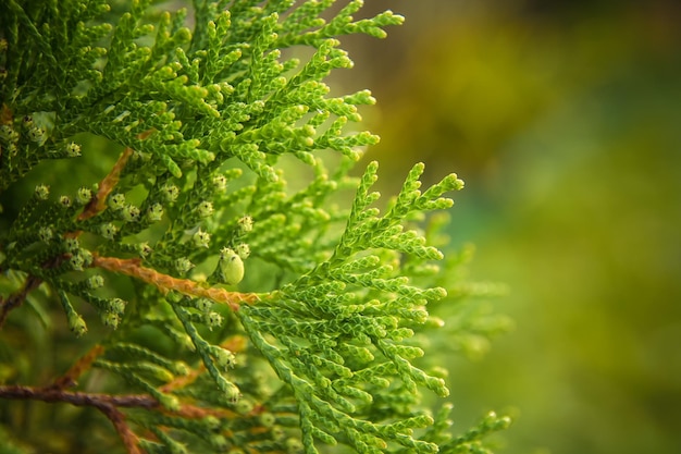 Ramo di abete verde su sfondo naturale