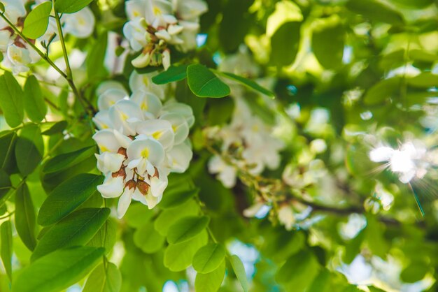 Ramo di acacia in fiore