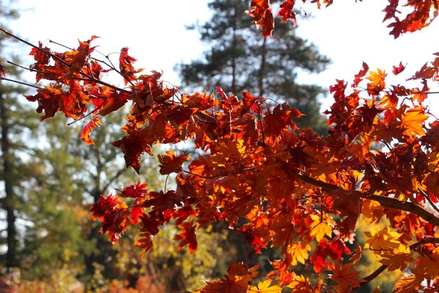 Ramo di acero a ventaglio con foglie rosso arancio in controluce contro il cielo in un giardino botanico autunnale