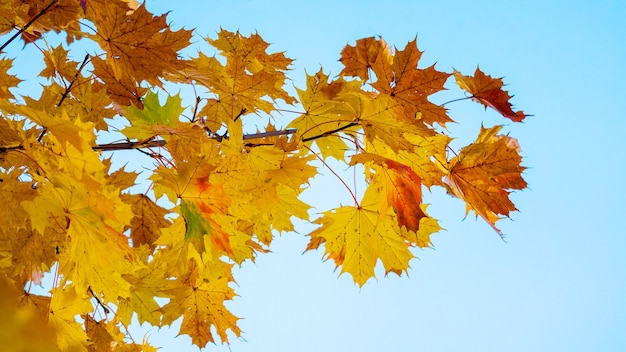 Ramo di acero con foglie secche colorate di autunno su uno sfondo di cielo blu con tempo soleggiato